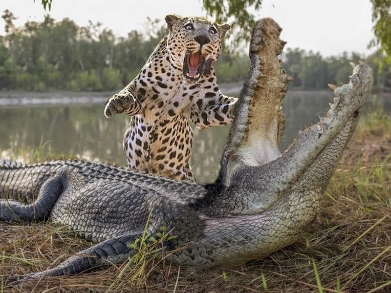 Бой леопарда и крокодила